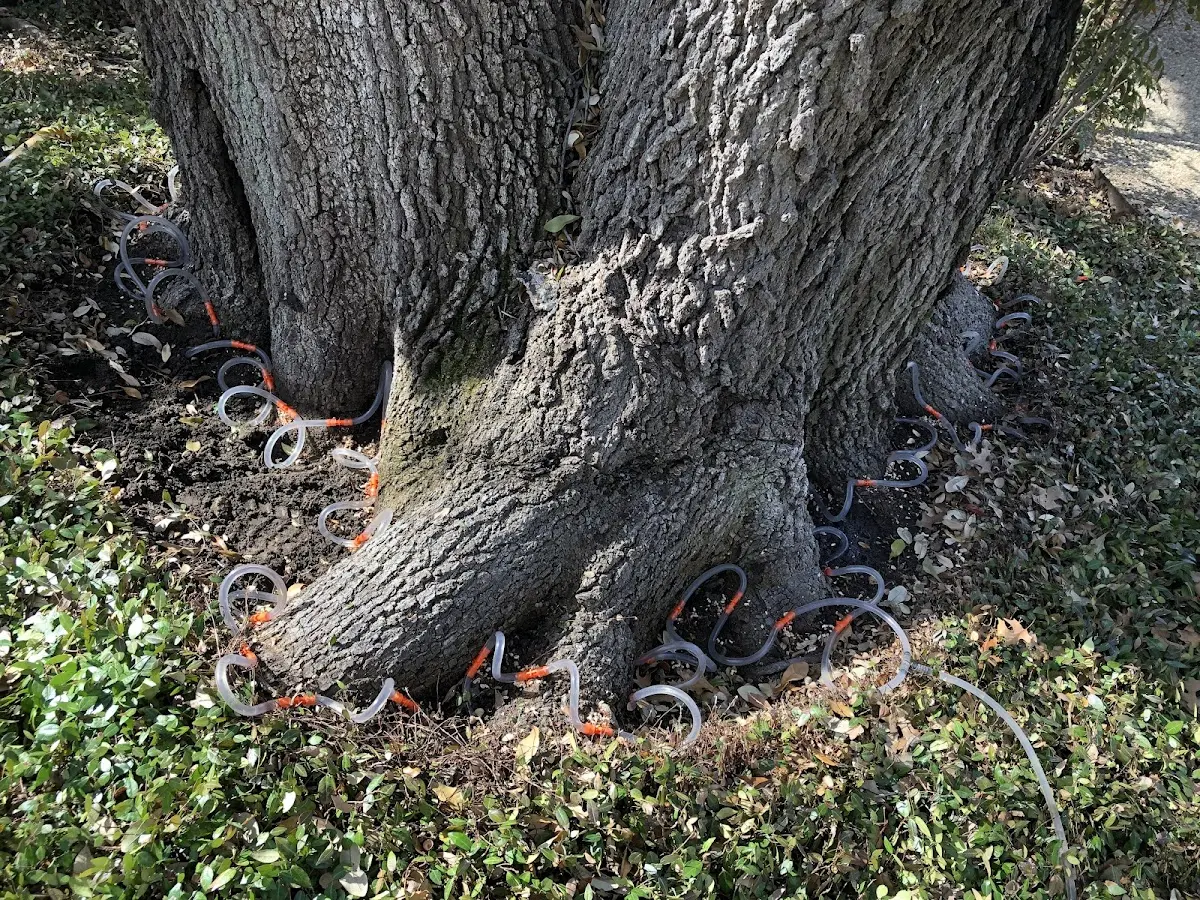 Detailed Tree Cabling and Bracing job site in Forest Knolls