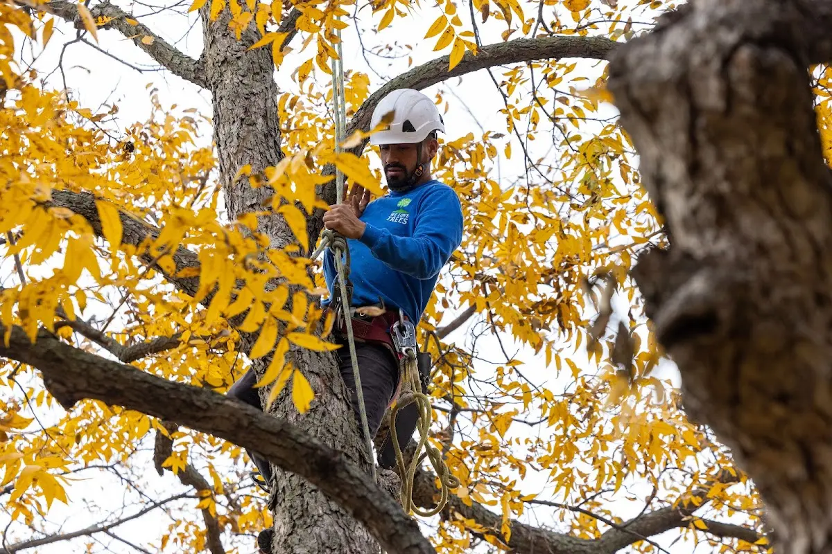 Skilled Tree Trimming crew working in Forest Knolls