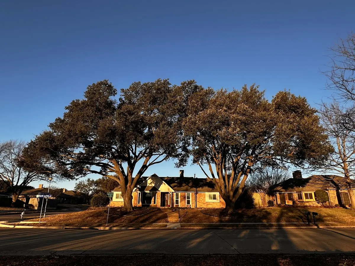 Established residential canopy tree shading a home in Forest Knolls