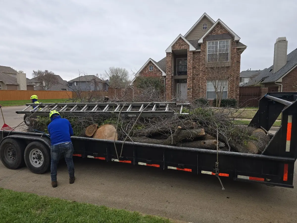 Expert Crown Reduction with proper safety equipment in Forest Knolls